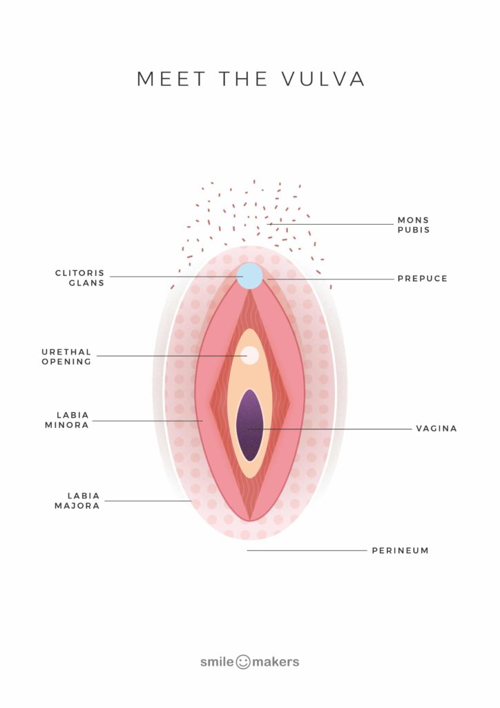 The Vagina And The Vulva Meridia Medical